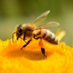 Arılar hakkında bilgiler